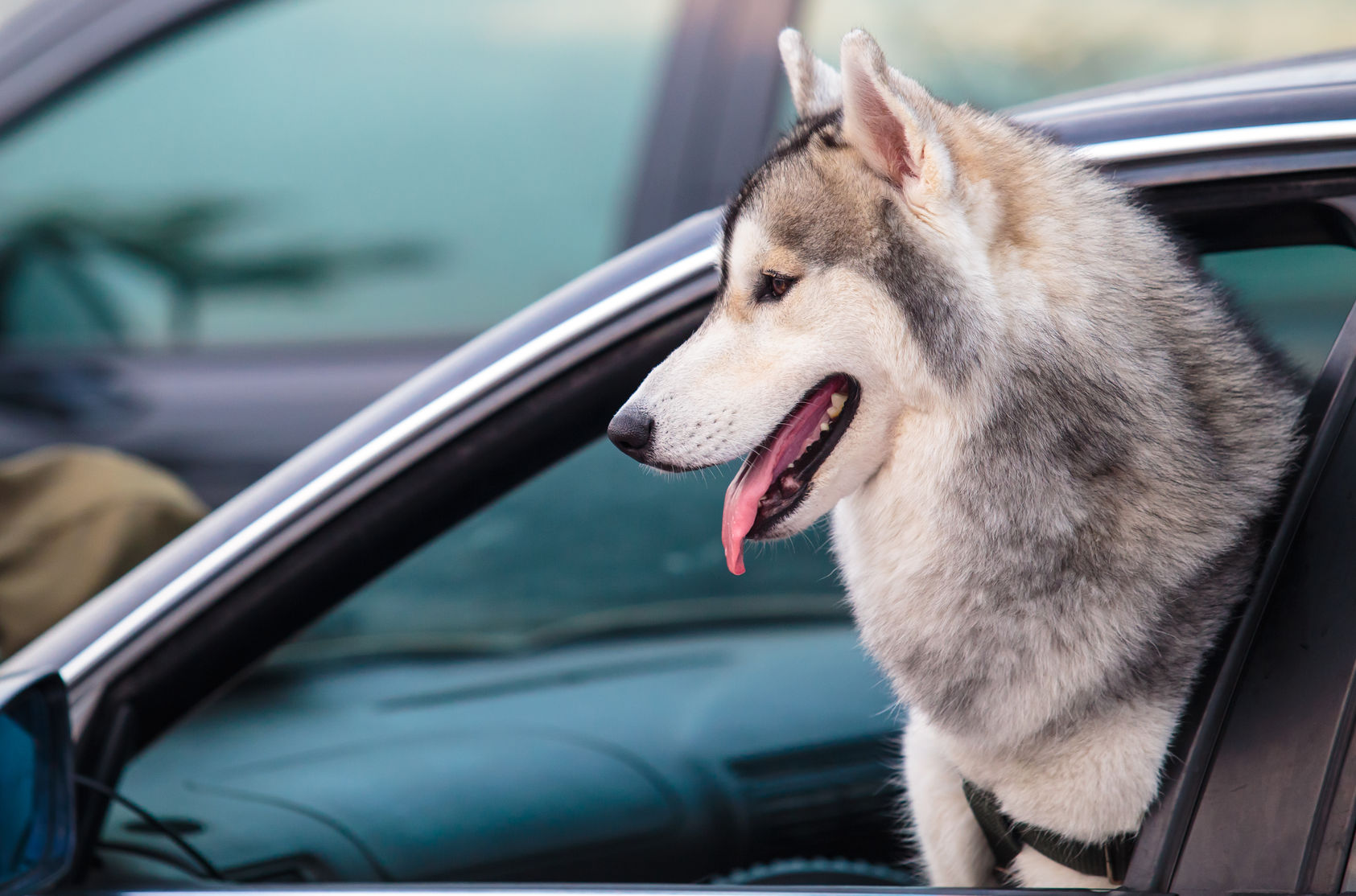 Viajar con mascotas en auto